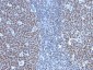  Cyclin B1 (G2- & M-phase Cyclin) Antibody - With BSA and Azide